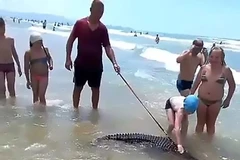 Người đàn ông bị bắt giữ vì dắt cá sấu dọc bãi biển để kiếm tiền