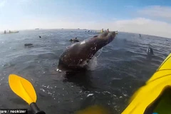 [Video] Đang chèo thuyền trên sông bị hải cẩu lao thẳng vào mặt