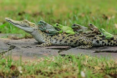 Những con ếch không hề tỏ ra sợ hãi khi tới gần chú cá sấu. (Nguồn: Tanto Yensen)