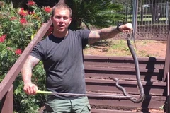 [Video] Rùng mình cảnh tượng khống chế con rắn nâu đang lột da