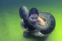 Rùng mình cảnh diễn viên hài ôm trăn khổng lồ lặn xuống nước