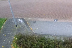 [Video] Con chim đen đủi, chết thảm vì bay thẳng vào cột đèn