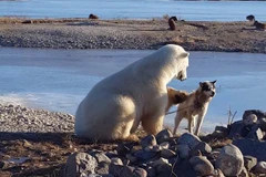 Chú gấu vuốt ve con chó trước khi ăn thịt. (Nguồn: YouTube)