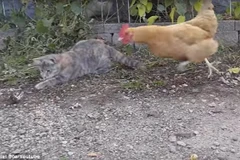 [Video] Chú mèo bị con gà “hớt tay trên” nhanh như cắt 