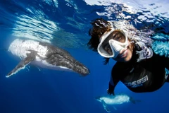 Nadia và nhóm thợ lặn trên đã chạm trán với một con cá voi lưng gù nặng tới 40 tấn. (Nguồn: Caters News Agency)