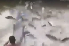 Ngư dân bất lực khi thấy cảnh hàng nghìn con cá "nổi điên"