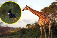 Con hươu cao cổ cúi xuống như đang cố gắng làm quen với chú thỏ. (Nguồn: Caters News Agency)