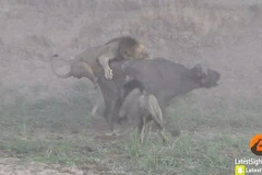 Con trâu thoát chết thần kỳ vì đàn sư tử tranh nhau chiến lợi phẩm