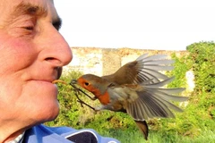 Ông Terry đặt con sâu trong miệng và sau đó một chú chim lao tới ăn. (Nguồn: Caters News Agency)