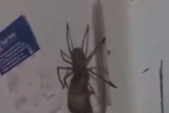 Rùng mình trước cảnh nhện khổng lồ xơi tái con chuột xấu số
