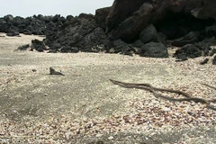 Clip sống động về màn rượt đuổi kịch tính giữa rắn và kỳ nhông