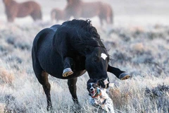Chú chó cưng Maggie (giống English Settler) của Palmer đã bất ngờ bị một con ngựa hoang truy sát. (Nguồn: Caters News Agency)