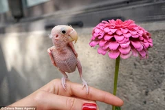 Một người dân đã tình cờ phát hiện ra Rhea và đưa nó tới chữa trị tại bệnh viện thú y ở Boston, bang Massachusetts, Mỹ. (Nguồn: Caters News Agency)