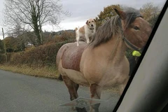 Chú chó ung dung đứng trên lưng ngựa. (Nguồn: Daily Mail)