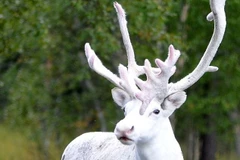 Mãn nhãn với vẻ đẹp của chú tuần lộc bạch tạng quý hiếm 