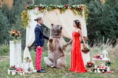 Chú gấu Stepan nặng 140 kg, cao 2,1 m. (Nguồn: Caters News Agency)