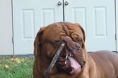 Chú chó này cố ngậm cành cây trong miệng và tự gây rắc rối cho mình. (Nguồn: Daily Mail)