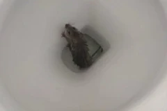 ​[Video] Phát hoảng khi thấy con chuột "nhảy nhót" trong bồn cầu