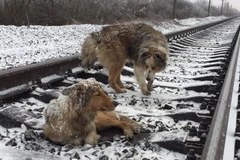 Cảm động chú chó sưởi ấm, bảo vệ cho bạn thân trong suốt hai ngày