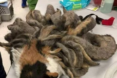 Hidey thuộc giống mèo Calico. Người chủ của Hidey là ông Paul Russell (83 tuổi), bị mắc chứng Alzheimer. (Nguồn: Daily Mail)