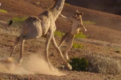 [Video] Sư tử đói nhận "liên hoàn cước" từ con hươu cao cổ