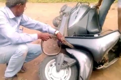 Hốt hoảng với cảnh tượng con trăn dài hơn 2m "làm tổ" trong xe máy