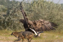 Nhận thấy một chú chim con đứng gần đó, chú chó rừng đã ngay lập tức lao tới gần. (Nguồn: Caters News)