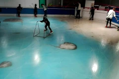 Những con cá đông lạnh nằm dưới mặt băng. (Nguồn: Daily Mail)