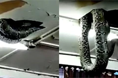 Trăn khổng lồ bất ngờ rơi xuống từ trần nhà, khách hàng náo loạn