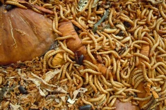 Ảnh minh họa. (Nguồn: shanghaiist)