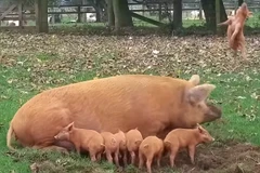 [Video] Chú lợn con bị mẹ hất tung lên trời vì chạy linh tinh