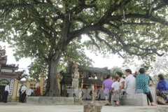 Công nhận di sản cho cây thị 523 tuổi và cây bàng 225 tuổi