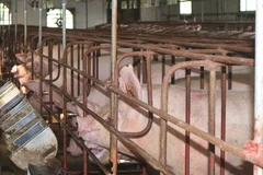 Một trang trại nuôi lợn. (Ảnh: Chu Hiệu/TTXVN)