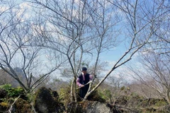 Người dân Sơn La chặt đào cành để bán cho thương lái. (Ảnh: Quang Quyết/TTXVN)