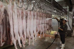 Làm sạch sản phẩm thịt lợn lần cuối để đưa vào chế biến. (Ảnh: Vũ Sinh/TTXVN)