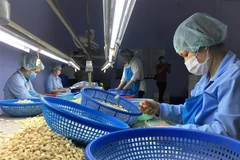 Sơ chế hạt điều xuất khẩu. (Ảnh: Thanh Vân/TTXVN)