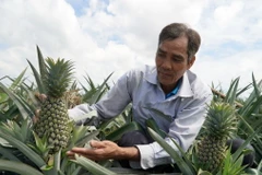 Sản phẩm dứa của Hợp tác xã Nông nghiệp nông dân trồng dứa Vĩnh Phú (Giồng Riềng, Kiên Giang) được công nhận sản phẩm OCOP 3 sao. (Ảnh: Văn Sĩ/TTXVN)