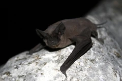 Loài dơi không đuôi có thể là nguồn gốc gây ra đại dịch Ebola