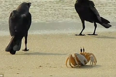 Hai con quạ đã phải đầu hàng chú cua thông minh để đi tìm miếng mồi khác. (Nguồn: Rumble)