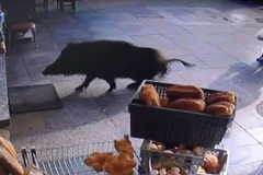 Con lợn rừng xuất hiện trên đường phố. (Nguồn: outdoorhub.com)