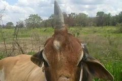 Chú bò Diamond. (Nguồn: Facebook)