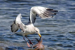 Khi thấy con bạch tuộc, chú mòng biển lao xuống nhanh như cắt. (Nguồn: Solent News)
