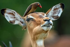 Trolle cho biết, chúng có sự tương tác như con người. (Nguồn: Caters News Agency)