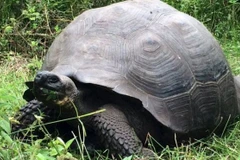 Loài rùa Chelonoidis donfaustoi. (Nguồn: Reuters)