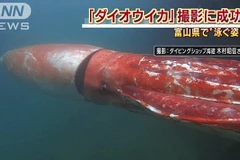 Con mực khổng lồ. (Nguồn: ANN News)