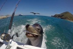 Chú sư tử biển thông minh. (Nguồn: Daily Mail)