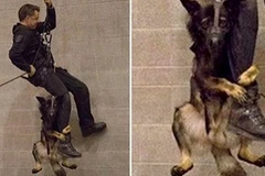 Chú chó tỏ vẻ sợ hãi. (Nguồn: Daily Mail)