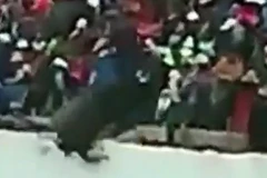 Bò tót nổi điên. (Nguồn: YouTube)