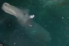 Sinh vật biển kỳ lạ. (Nguồn: Daily Mail)