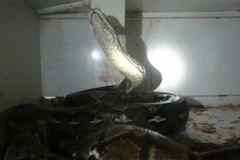 Hiện trường kinh hoàng vụ con trăn tấn công chủ cửa hàng bò sát. (Nguồn: nbcnews.com)